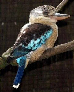 BLUE WINGED KOOKABURRA GLOSSY POSTER PICTURE PHOTO PRINT BANNER cute bird 8524 - Picture 1 of 1