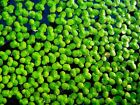 5 x Tablespoon / 200g Duckweed Oxygenating Floating Pond Fresh Water Plants??