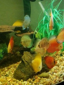discus freshwater fish for sale