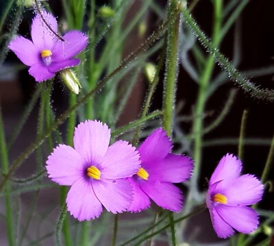 PrCo 10 Byblis guehoi seeds & GA3 Carnivorous - Image 1 of 4