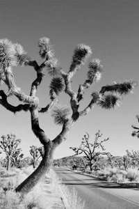 Desert Black And White Joshua Tree Landscape Print Wall Art Home - POSTER 20x30 - Picture 1 of 3