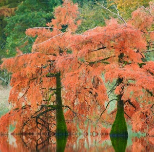 Taxodium distichum - - Glatte Zypresse - Bild 1 von 3