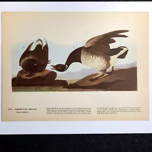 1944 Vintage Audubon Vogel Buchdruck - American Brant / Harris's Hawk - Bild 1 von 2