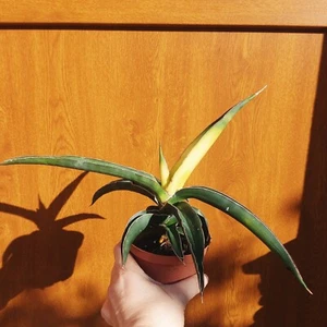 Sansevieria Star Canary. Yellow variegated Sansevieria. Golden Snake plant - Foto 1 di 3
