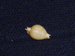CYPRAEA CICERCULA TRICORNIS FANTASTIC - Picture 1 of 2
