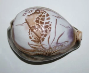 Tiger Cowrie Seahorse Painted Hand Carved Seashell 3 inches Long 2 inches wide - Picture 1 of 5