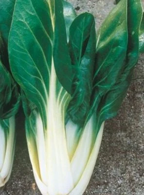 HORTUS 400 SEMI-DI BIETOLA " DA COSTE BARESE "LARGA -BIETA VULGARIS-