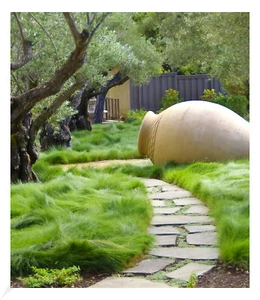 Gräser-Teppich "Carex Remota",3 Pflanzen - Bild 1 von 5