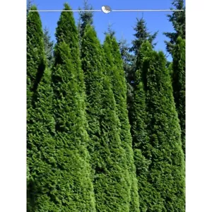 Lebensbaum Thuja Smaragd 200-225 cm. 10 Thuja Pflanzen. Sichtschutz Hecke - Bild 1 von 4