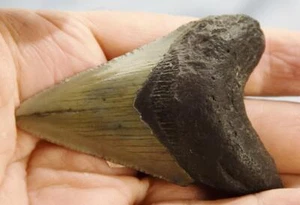 Megalodon Shark Teeth XLG Real FOSSIL 5 - 24 million year old 84mm 3.0" 617dd - Picture 1 of 10