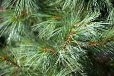 Pinus wallichiana 'Densa Hill' Himalaya-Zeder 3xv mB 60-80cm winterhart