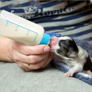 Fläschchen für Welpen, Saugflasche+Bürste Welpen Aufzucht Hunde Katze 60ml - Bild 1 von 4