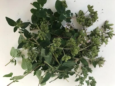 Oregano Samen Wohlgemut, Dost, Staudenmajoran mehrjährig frische 100+Samen! - Bild 1 von 3