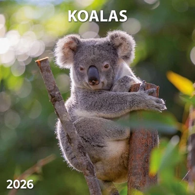 TUSHITA PAPERART GMBH Koalas 2026