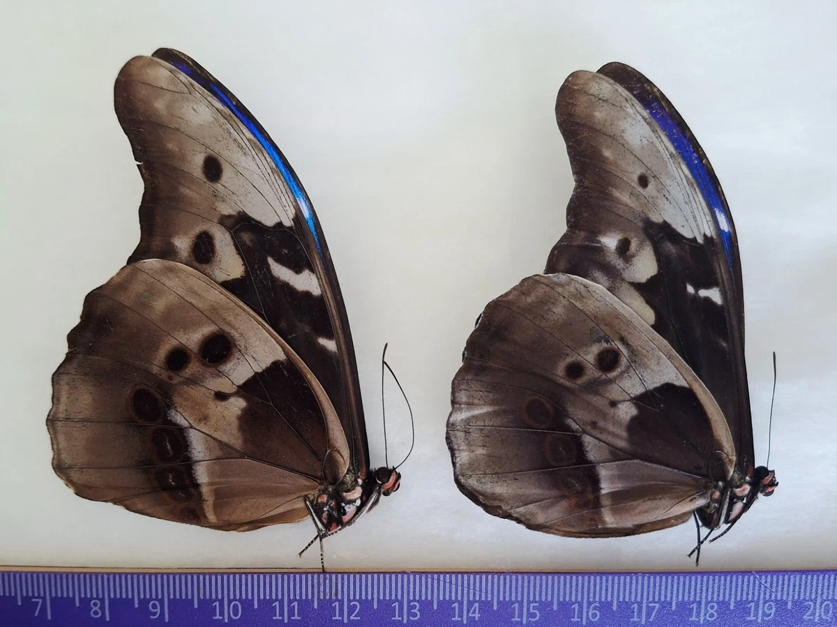 Morpho for sale | eBay