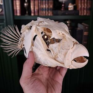 Real Toadfish skull, Silver Toadfish skeleton, pufferfish skeleton, taxidermy