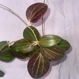 Hoya Genieve, Established, Sunstressed - Picture 1 of 7