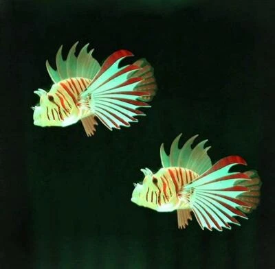 Replacement Lion Fish Pack for Lightahead LED Lion Fish, Fantasy Jellyfish Lamp