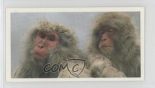1992 Brooke Bond Natural Neighbors Tea Japanese Macaque #36 02v3