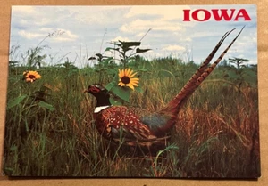 UNUSED POSTCARD - PHEASANT - IOWA - Picture 1 of 2