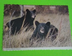 Postkarte Einheimische Schwarzbären Große Rauchberge Gatlinburg TN KOSTENLOSER USA-VERSAND - Bild 1 von 4