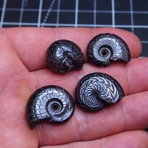 4pcs 21-26mm Goniatite Hematite Discoclymenia Cheiloceras Fossil Ammonite 016 - Picture 1 of 13