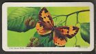 Brooke Bond Tea Usa Butterflies Of North America 1964 28  Quality Card