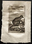 1799 - Buffon - Le Grand Mongous - Gravure Zoologie