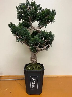 Nearly Natural: Cedar Bonsai Tree, 36-Inch, Green (SKU: 4100) - Image 1 of 4