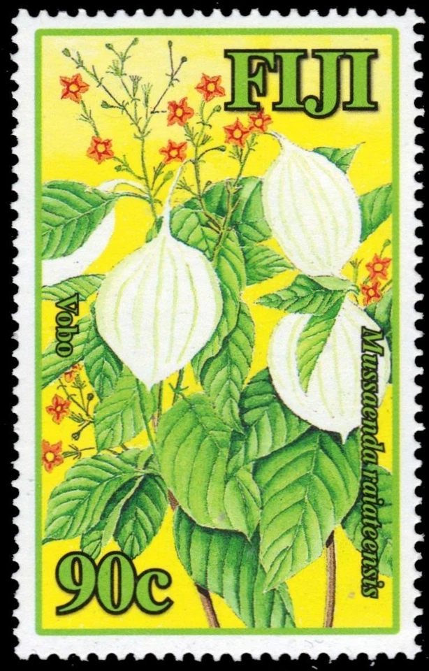FIJI 1117 - Planta Vobo "Mussaendra raiateensis" (pa78506) - Imagem 1 de 1