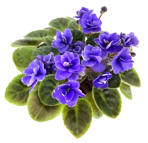 African Violet Gleeful Elf (M) (Mini) - TWO LEAVES - Picture 1 of 1