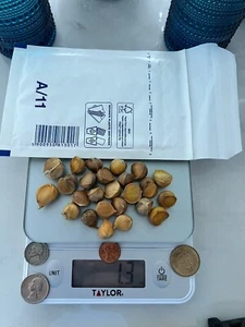 Elephant garlic 25 large seeds for planting - Picture 1 of 6