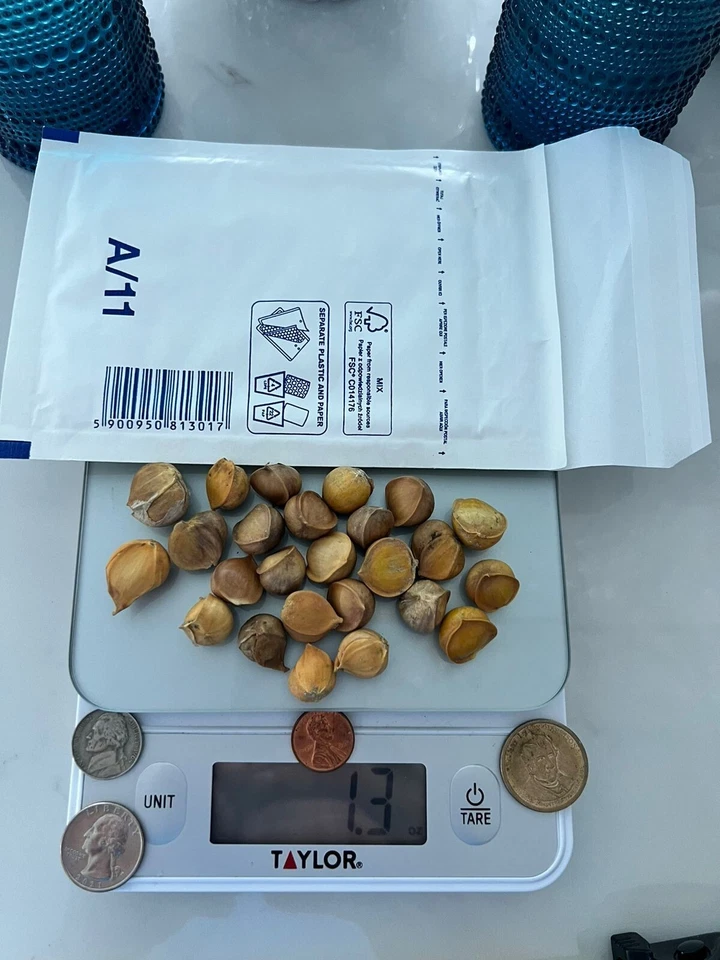 Elephant garlic 25 large seeds for planting - Image 1 of 4