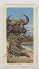 1967 Brooke Bond Red Rose Animals and Their Young Tea African Buffalo #44 1md