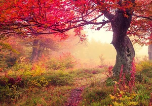 Fairy Autumn Red Leaves Trees 3D Full Wall Mural Photo Wallpaper Home Decal Kids - Picture 1 of 11