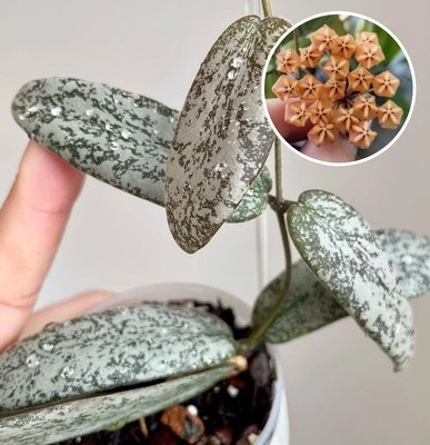 Hoya sigillatis – Rare Silver-Splashed Wax Plant , Live Vining Houseplant  3” - Image 1 of 4
