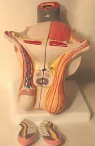 Männliche Genitalanatomie anatomisches Modell Sexpädagogik Medizinischer Unterricht NEU - Bild 1 von 6