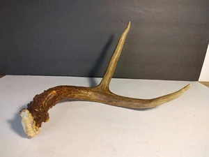 Deer Antler Shed Buck Horn Tines - Picture 1 of 12