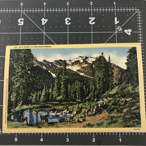 Vintage Linen Postcard Elk Herd in Northwest Washington State Progress Commision - Picture 1 of 2