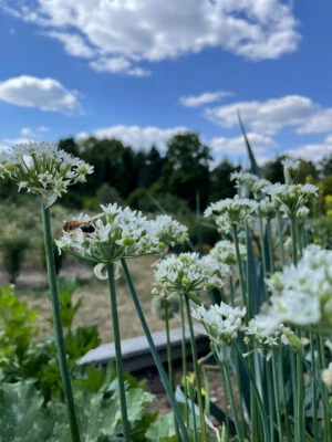 Schnittknoblauch Allium tuberosum Knoblauchgenuss ohne Reue Knobi Knobigras - Bild 1 von 4
