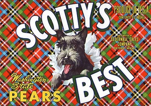 *Original* SCOTTY'S BEST Dog SCOTTISH TERRIER Pear Crate Label NOT A COPY!! - Picture 1 of 1