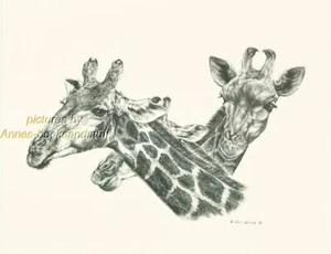 # 147 GIRAFFE PORTRAITS wild life art print * Pen and ink drawing by Jan Jellins - Picture 1 of 1