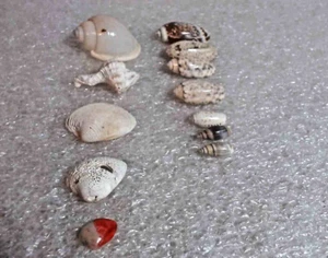 sea shells lot 12 shells various kinds - Picture 1 of 17