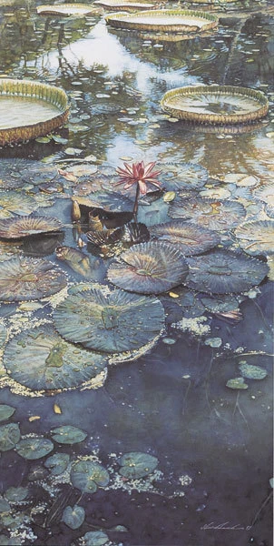 Steve Hanks LIRIOS DE AGUA EN FLOR impresión artística Foto 1 de 1