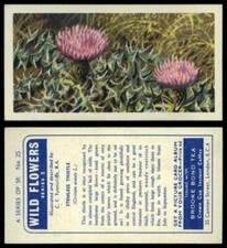 Stemless Thistle #25 Wild Flowers Series 3 Brooke Bond 1964 Tea Card