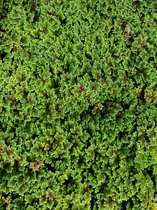 4 CUPS Live Azolla / Mosquito Fern - Aquarium And Pond Plant - Picture 1 of 2