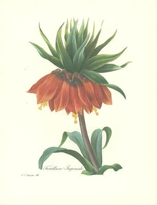 REDOUTE Botánica CORONA IMPERIAL LIRIO Estampado de Flor #41 - Imagen 1 de 2