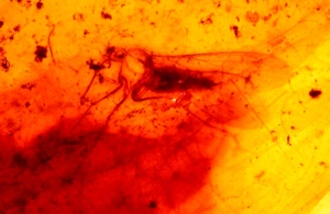 EXTINCT Scorpionfly Mecopteran in Burmite Amber Fossil Gemstone Dinosaur Age - Picture 1 of 10