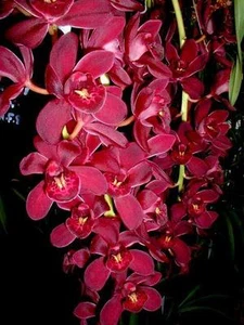 Cascading Cymbidium Orchid Collection of 10 plants - Picture 1 of 11
