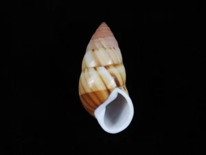 Land Snail Amphidromus inversus f.anamiticus 50.2mm ID#8794 - Picture 1 of 3